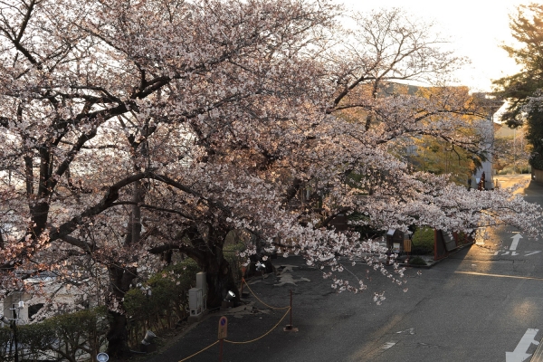 七分咲き、明月記の桜