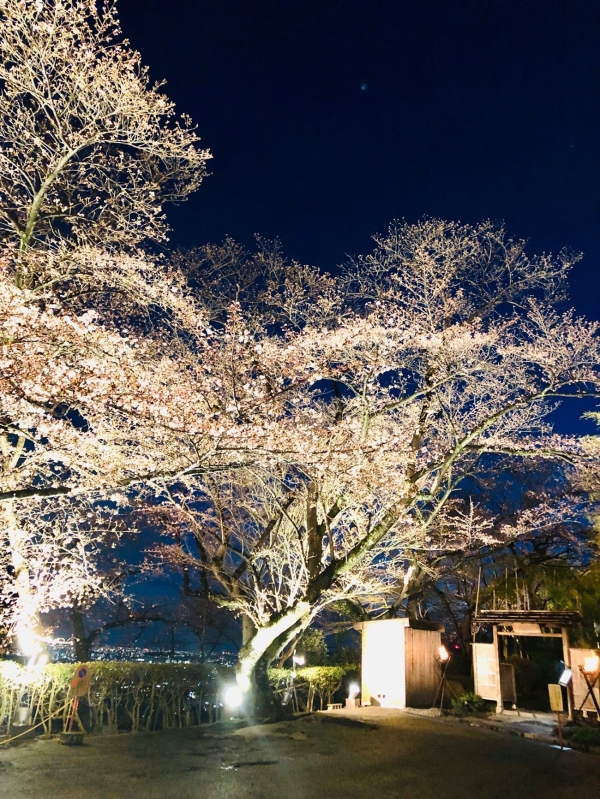 五分咲き、明月記の夜桜